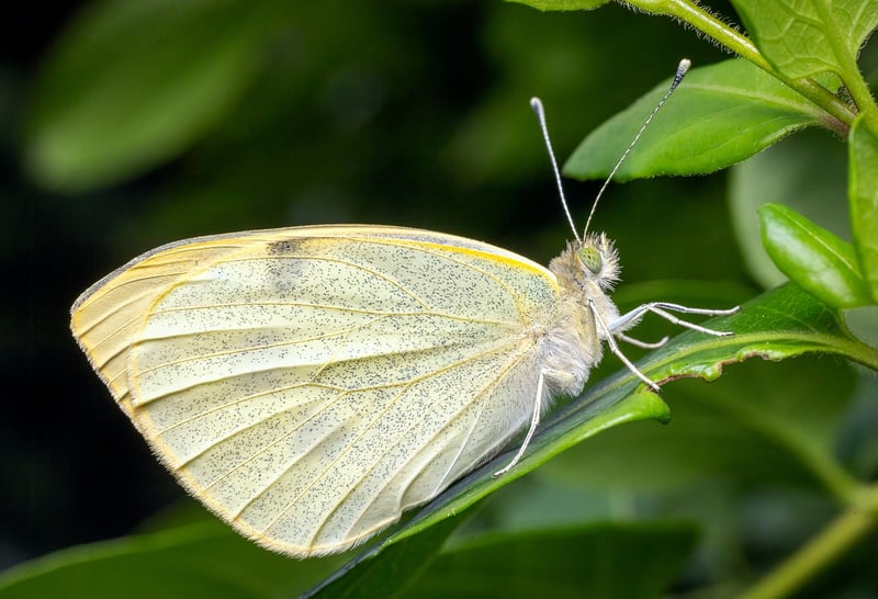 Butterfly Effect Management